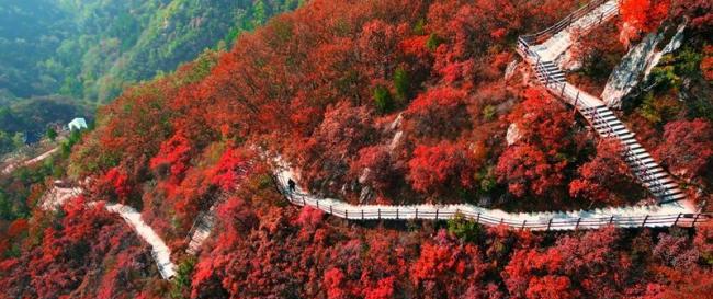 河南许昌：红叶醉秋山
